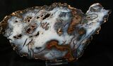 Beautiful Hubbard Basin Petrified Wood - x #4378-2